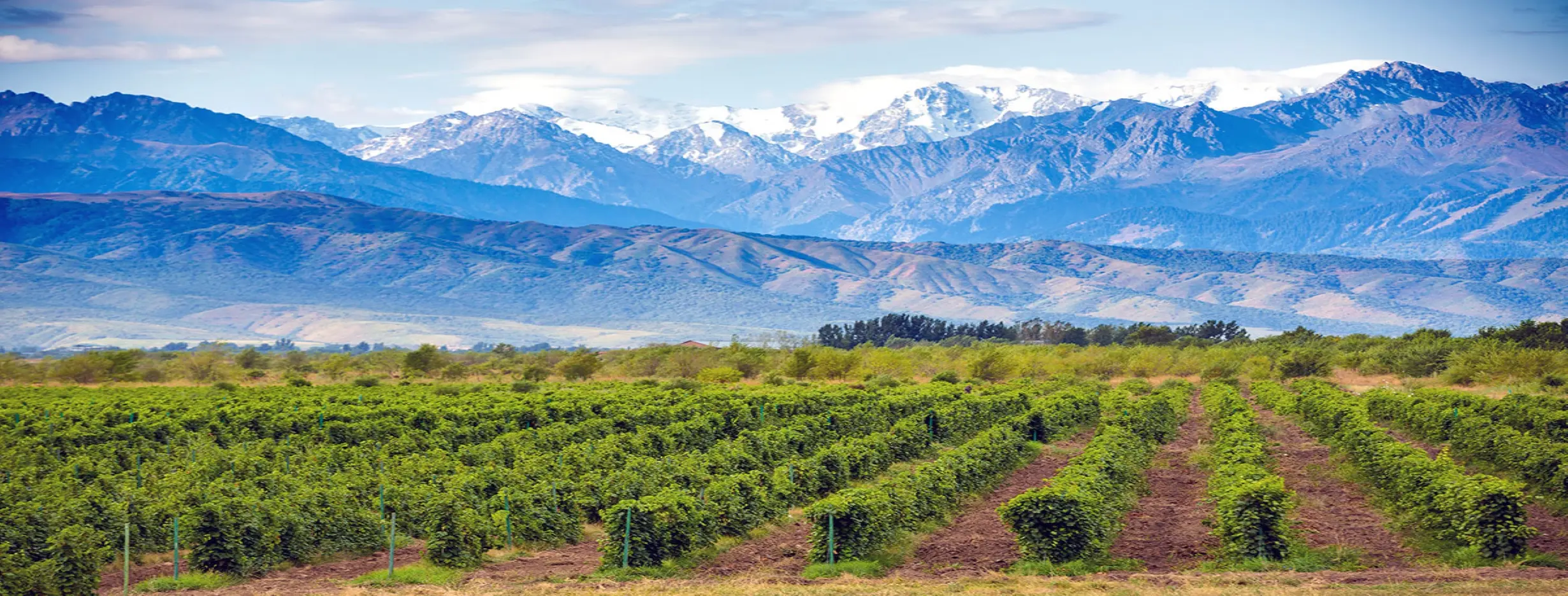 Image for Vineyard Havens